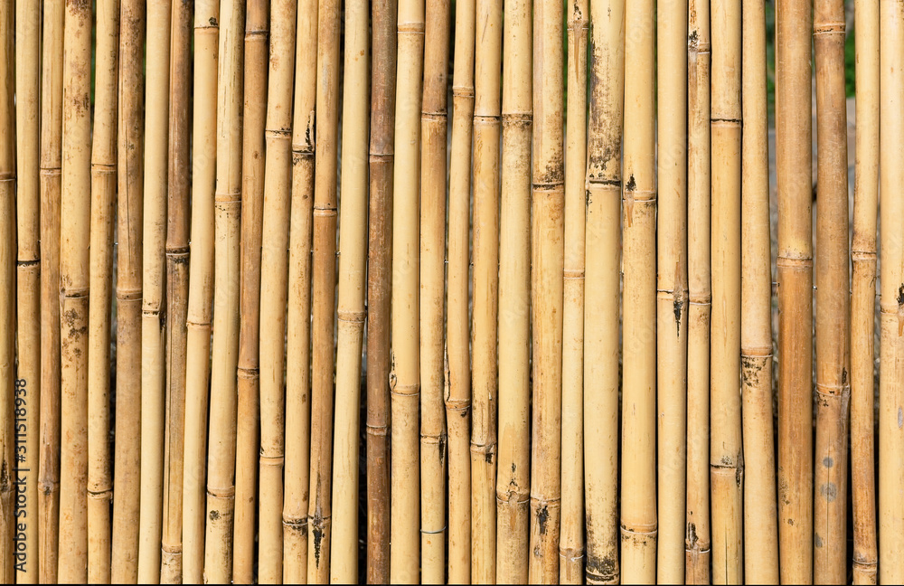 Fototapeta premium bamboo fence closeup, background