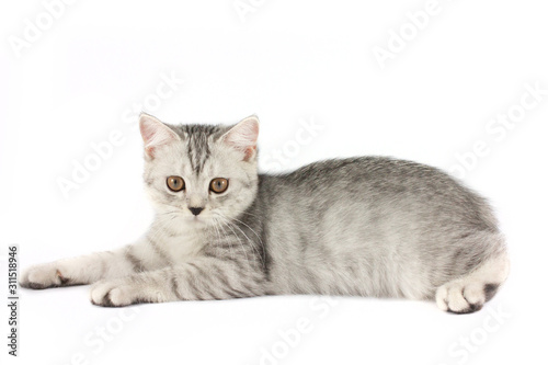 Portrait of gray persian kitten sitting and looking forward with curious of something strange on isolated white background.