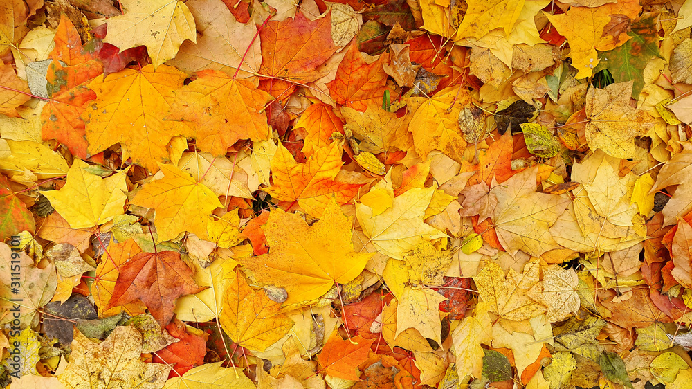 Bright autumn background from fallen leaves of maple Bright autumn background from fallen leaves of maple