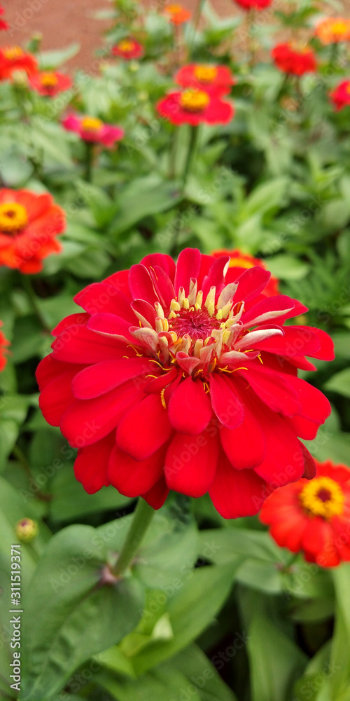 Red Zinnia Shines in the Flower Garden. Selective focus.