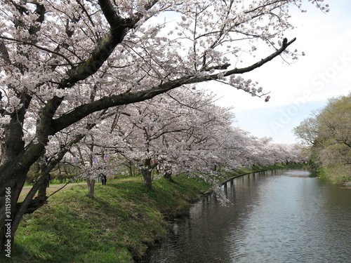 桜が咲くつくばみらい市の福岡堰桜並木（福岡堰さくらまつり開催期間） Fukuoka-zeki Weir