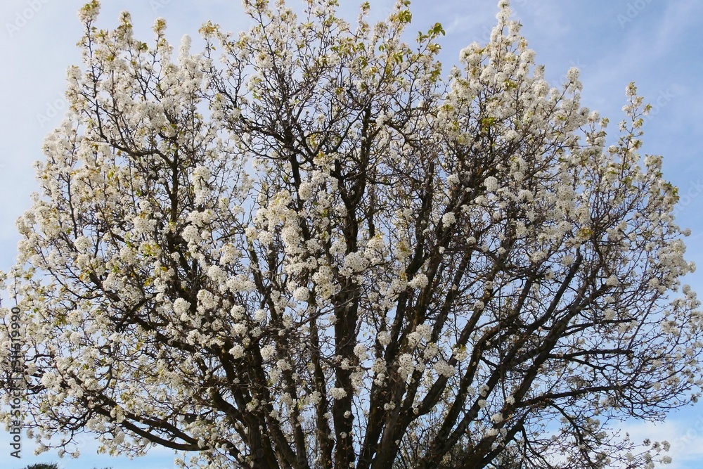 White cherry blossom super bloom in spring season CA ,USA White cherry blossom super bloom in spring season CA ,USA