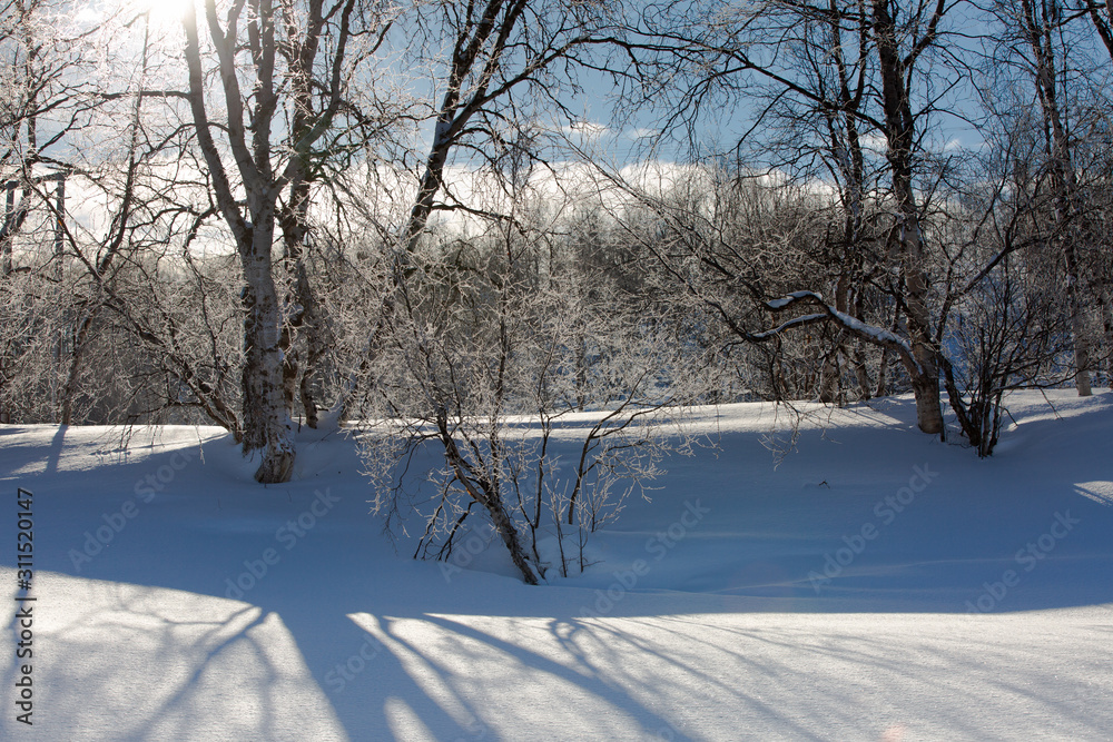Winter landscape. Rime on the branches of trees and shrubs sparkles in the backlight of the sun. A fabulous winter forest. Winter landscape. Rime on the branches of trees and shrubs sparkles in the backlight of the sun. A fabulous winter forest.