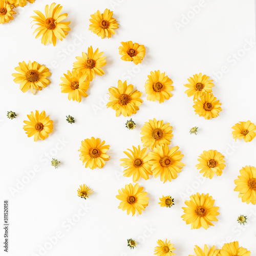 Flat lay yellow daisy flower buds on white background. Top view.