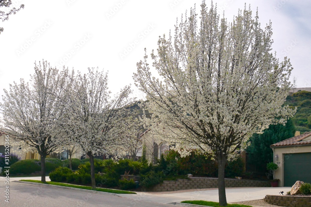 White cherry blossom super bloom in spring season CA ,USA