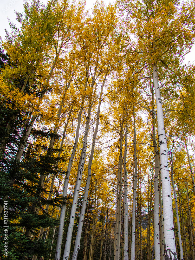 Fototapeta premium Brzozowy las jesienią