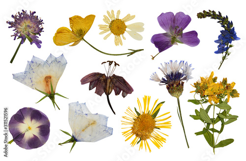 Dry pressed flowers isolated on white background. Floral collection.