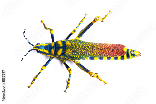 Valokuva grasshopper