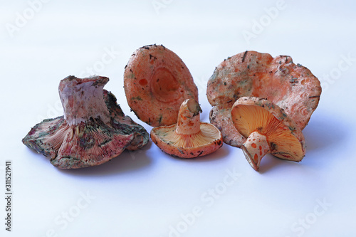 Bitter Mushroom (Lactarius Salmonicolor) photo