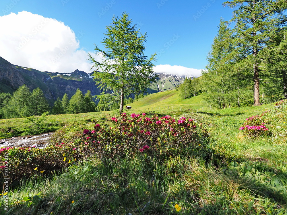Bergpanorama mit Alpenrose und Gebirgsbach