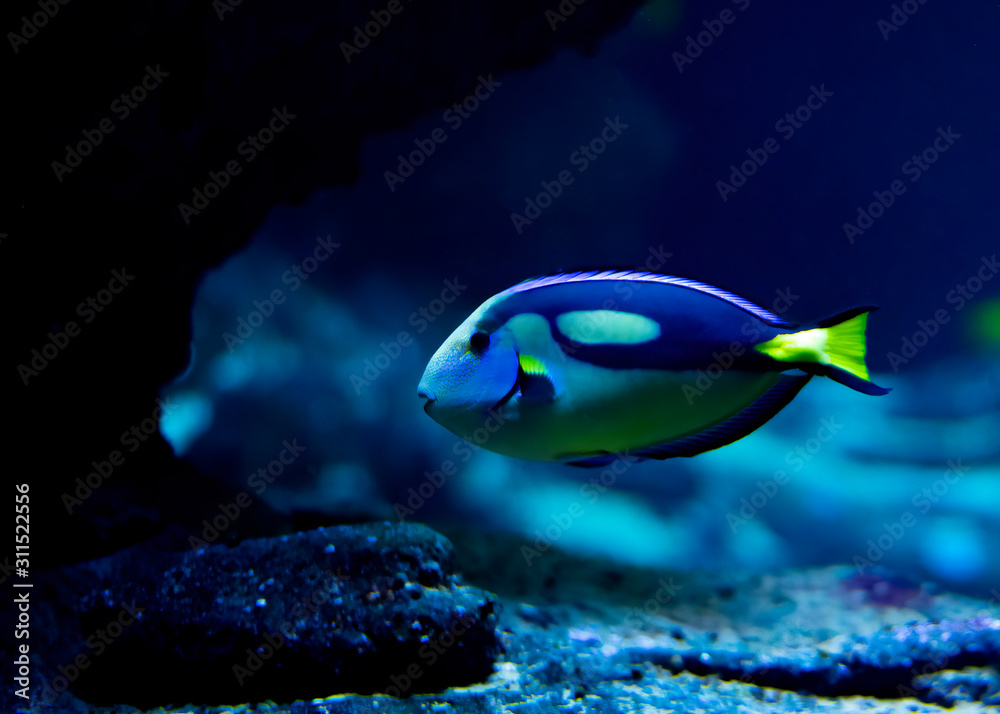 Fototapeta premium Blue Tang fish surgeon fish