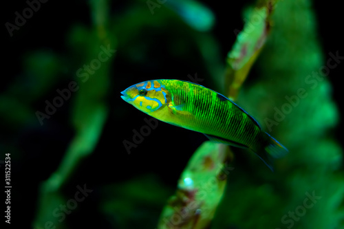 Sunset Wrasse fish Thalassoma lutescens photo