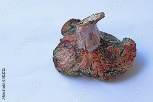 Bitter Mushroom (Lactarius Salmonicolor) photo