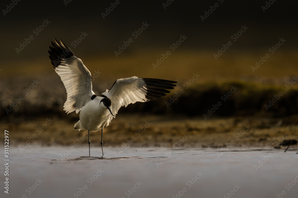 Pied avocet in the natural environment, Recurvirostra avosetta