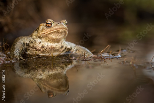 Common toad in the pool, spring mating, wildlife, isolated, Bufo bufoBufo bufofrog, 
