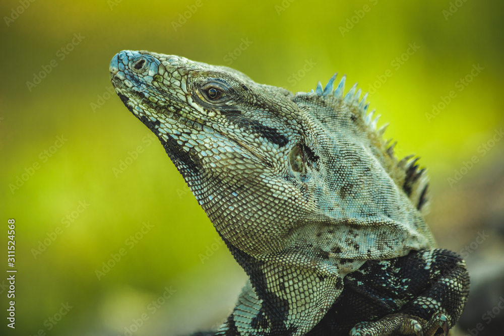 Obraz premium Iguana texture