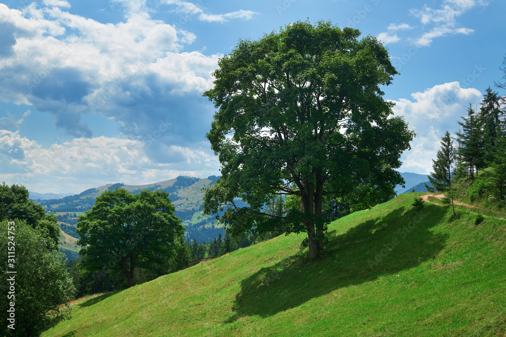 beautiful big trees and summer landscape, high spruces on hills, blue cloudy sky and wildflowers - travel destination scenic, carpathian mountains beautiful big trees and summer landscape, high spruces on hills, blue cloudy sky and wildflowers - travel destination scenic, carpathian mountains
