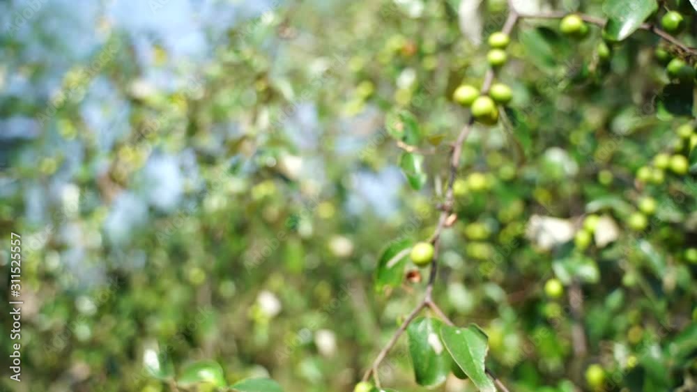 Fresh green Indian jujube fruit on jujube tree in garden Fresh green Indian jujube fruit on jujube tree in garden