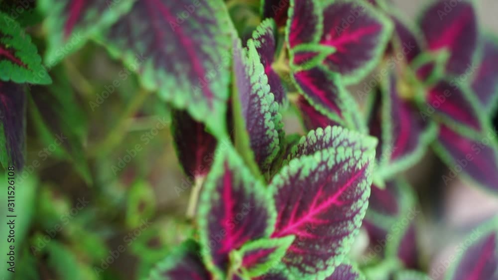 Green and red color leaf in the park Green and red color leaf in the park