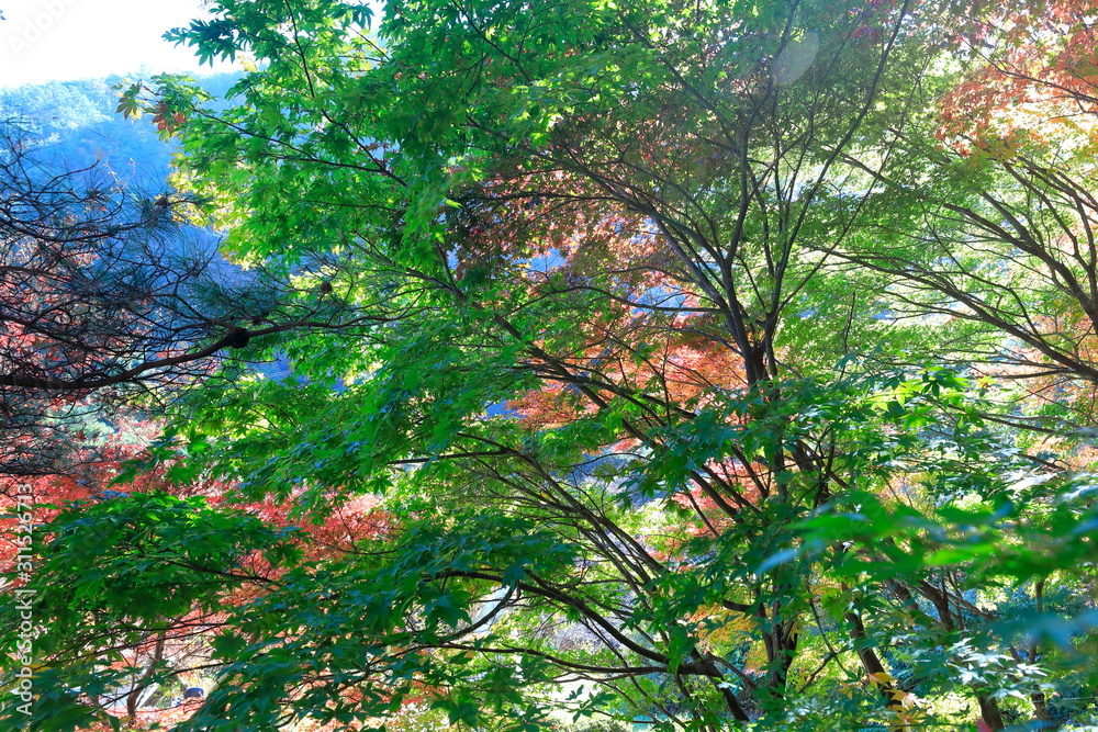 아름다운 가을 단풍 Stock 사진 | Adobe Stock