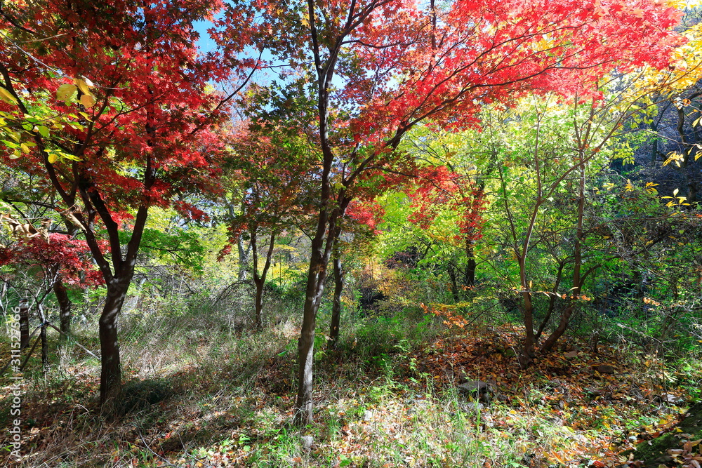 Naklejka premium 아름다운 가을 단풍