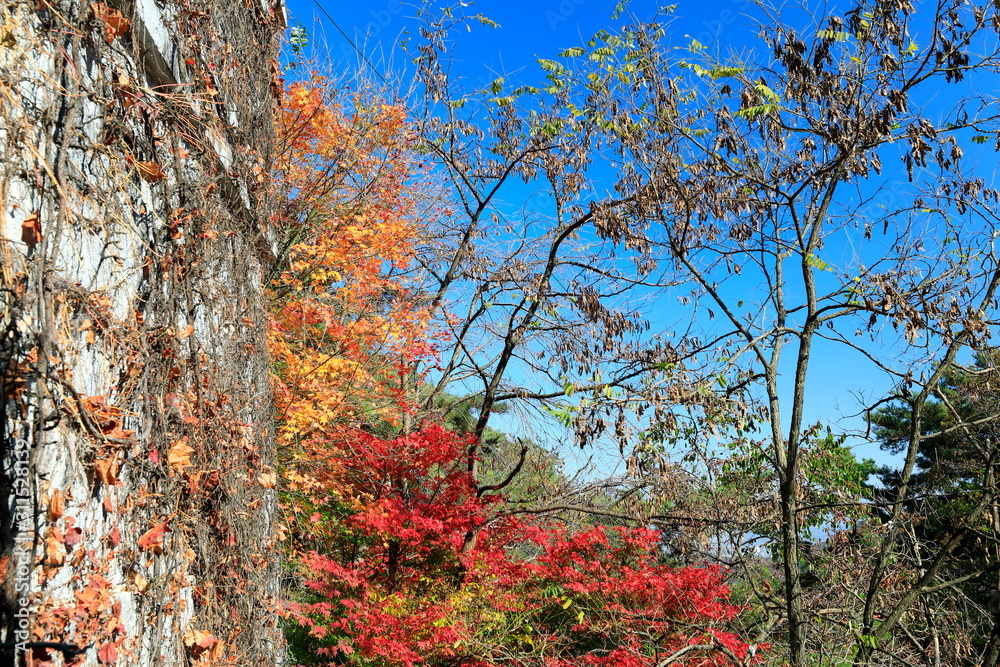아름다운 가을 단풍 Stock 사진 | Adobe Stock