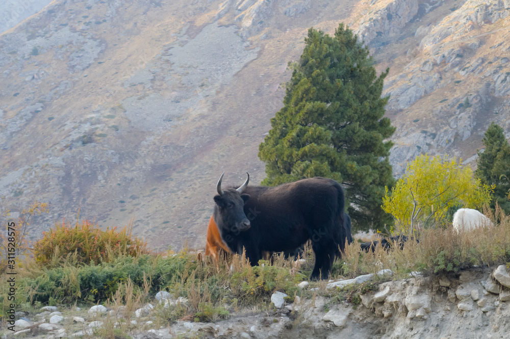 Portrait of yak (Black Himalayan ox) standing on mountain. Animal in nature  behaviour themes. Animals in the wild with wilderness background. Kaza,  Himachal Pradesh, India, South East Asia Pac Stock Photo |