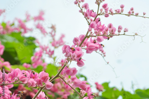 pink flowers on a branch.