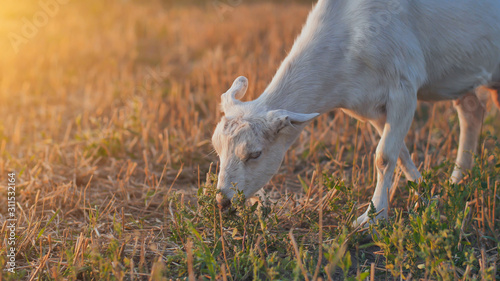 White goat eat grass at sunset on village