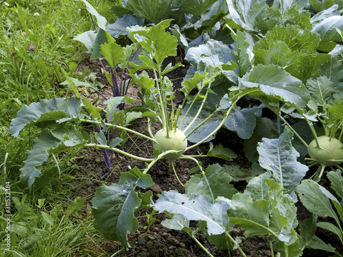Schilderij op canvas Kohlrabi, Rumänien, Transsilvanien, Atia (Harghita)