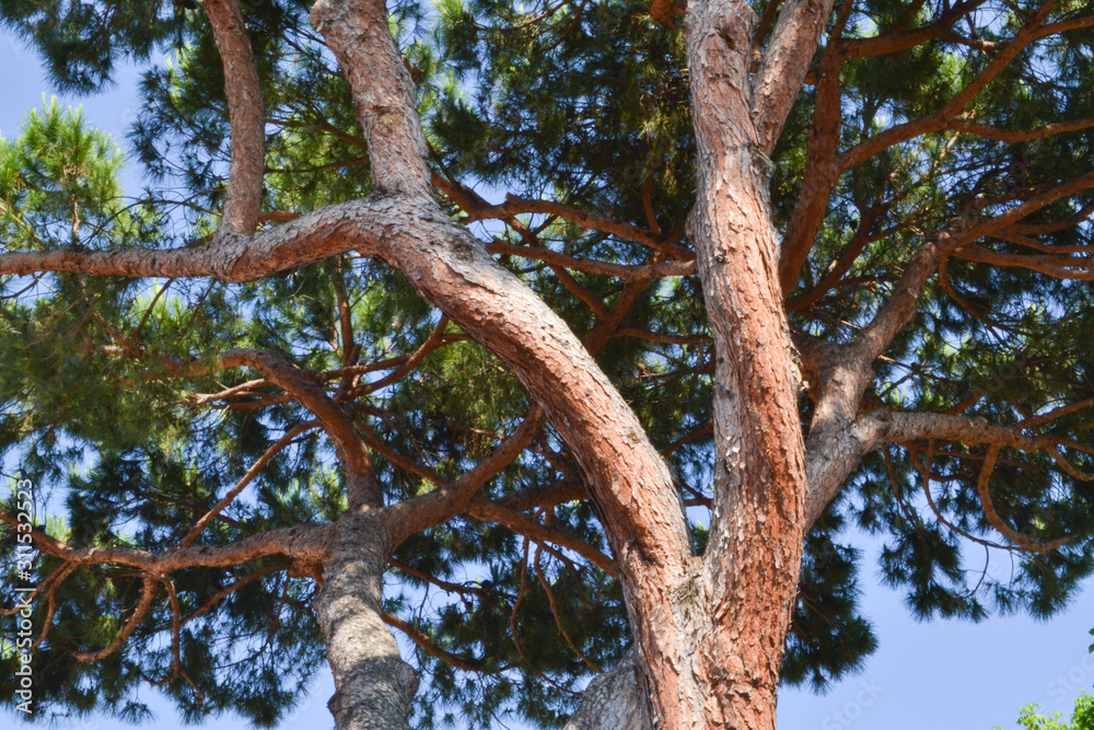 Obraz premium Mediterranean pine tree