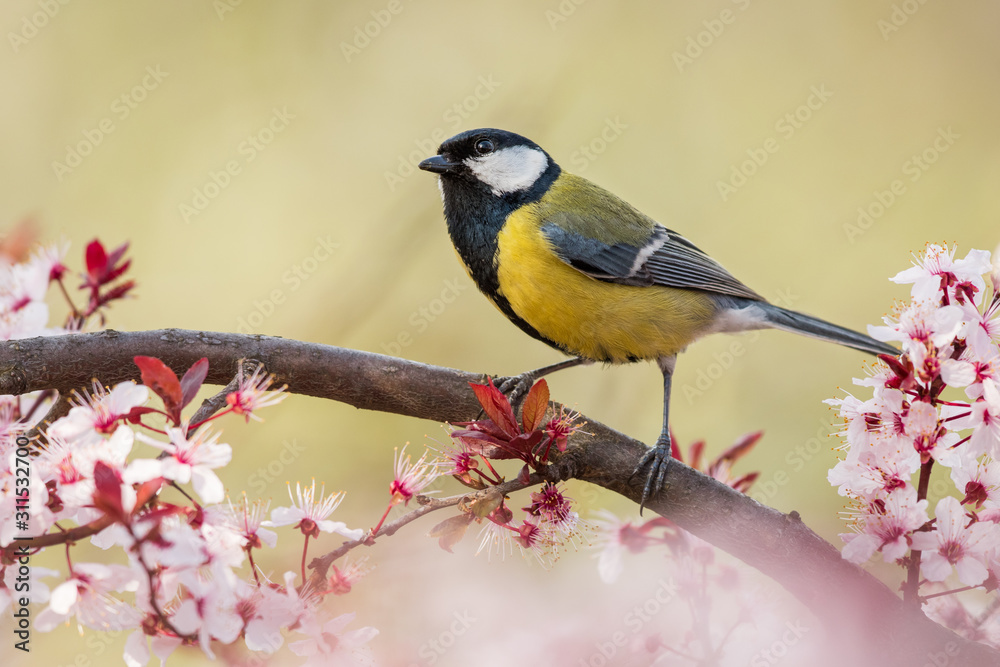 Fototapeta premium European tit on the branch with red fruits, natural environment, wildlife, close up, Cyanistes caeruleus, Parus major