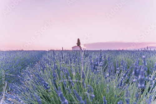 Provence, Southern France. Lavender field in bloom. Valensole. Lonely farmhouse