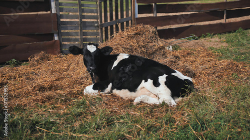 A young black and white cow lies in the hay in the village.