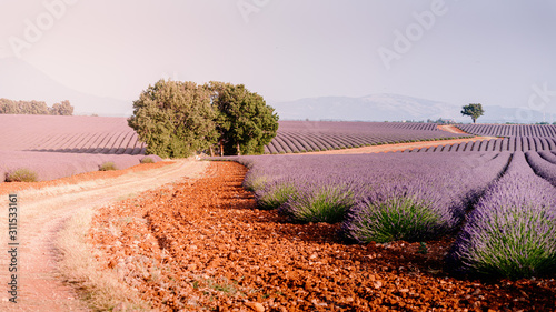Konstfotografi Provence, Southern France. Lavender field in bloom. Valensole