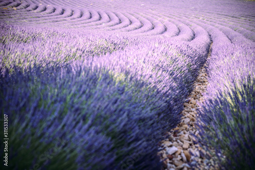 Provence, Southern France. Curved Lavender field in bloom. Valensole