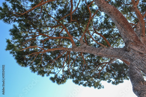 Mediterranean pine tree