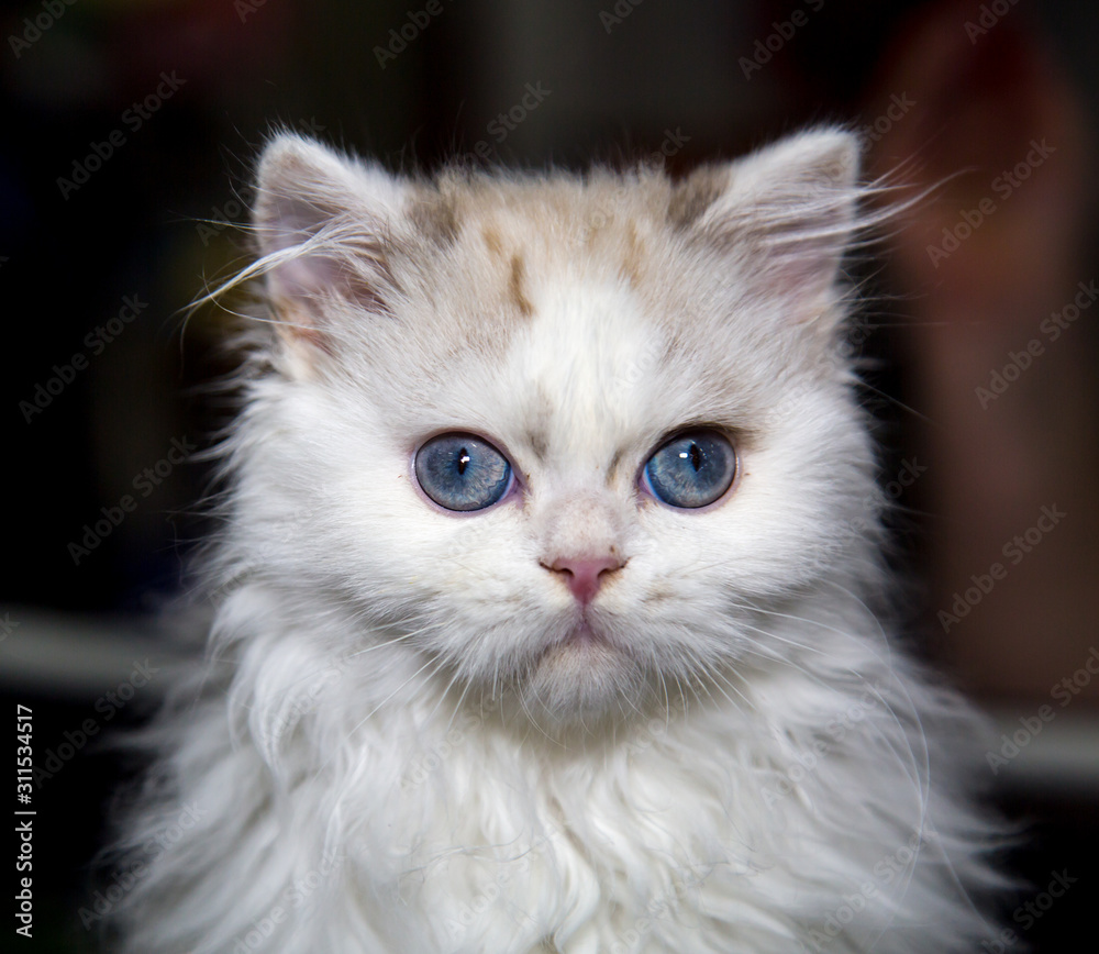 Portrait of a Maine Coon kitten white on a dark background. Pets cats leisure Hobbies.