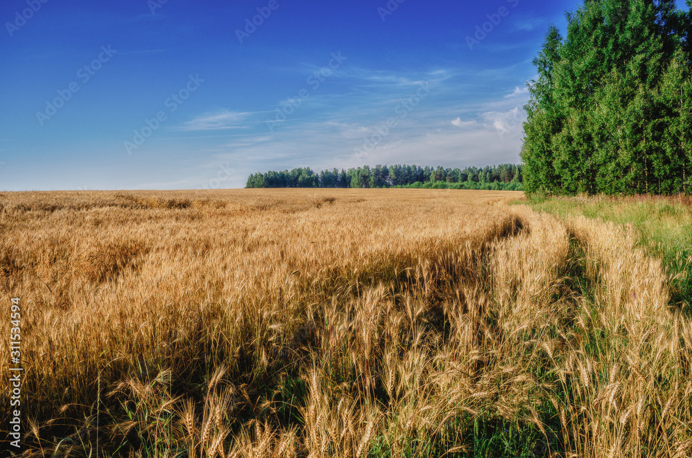 ripe wheat field with trees