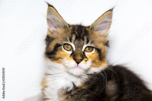 Portrait of a Maine Coon kitten isolated on a white background. Pets cats leisure Hobbies.