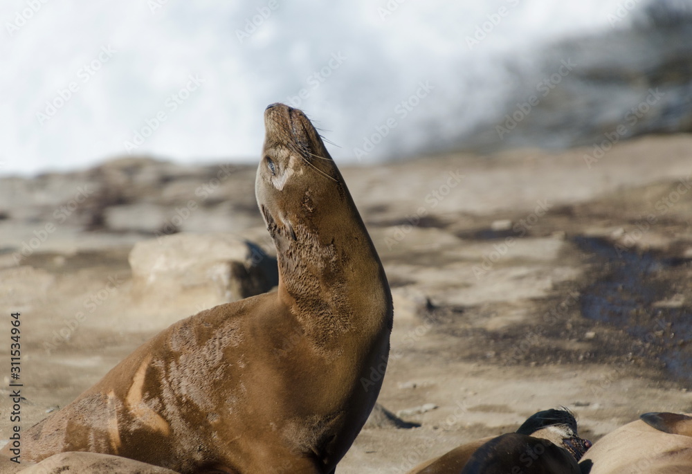 Fototapeta premium Sea lion takes a sun bath near La Jolla Cove