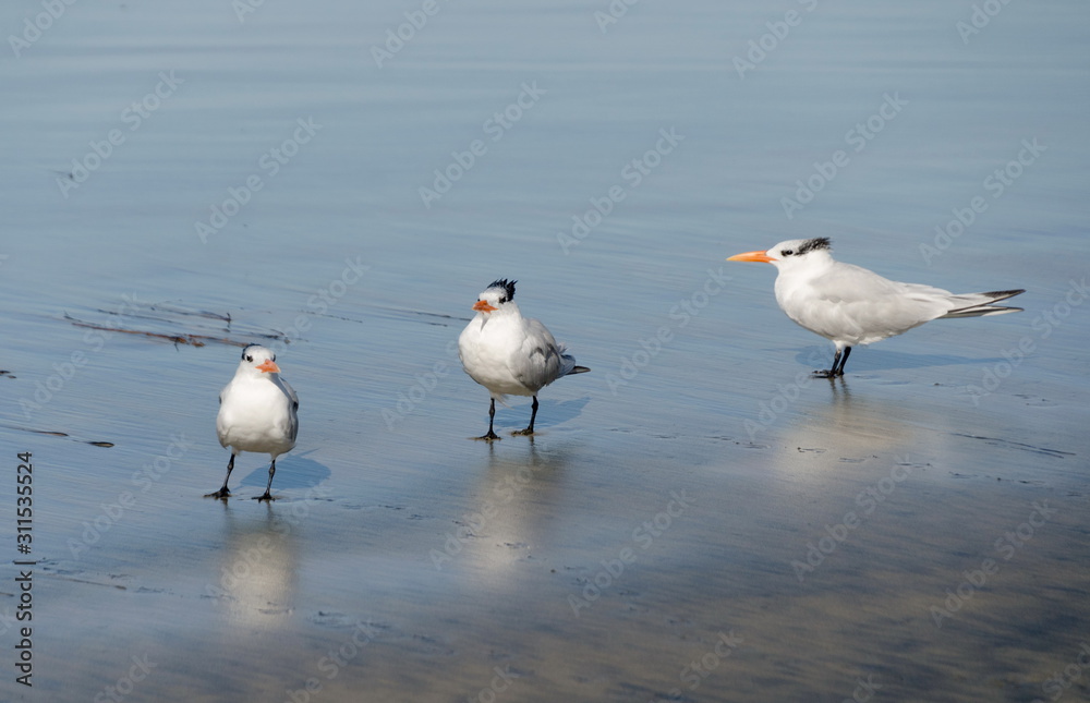 Fototapeta premium Group of Caspian Terns at surf line of La Jolla beach
