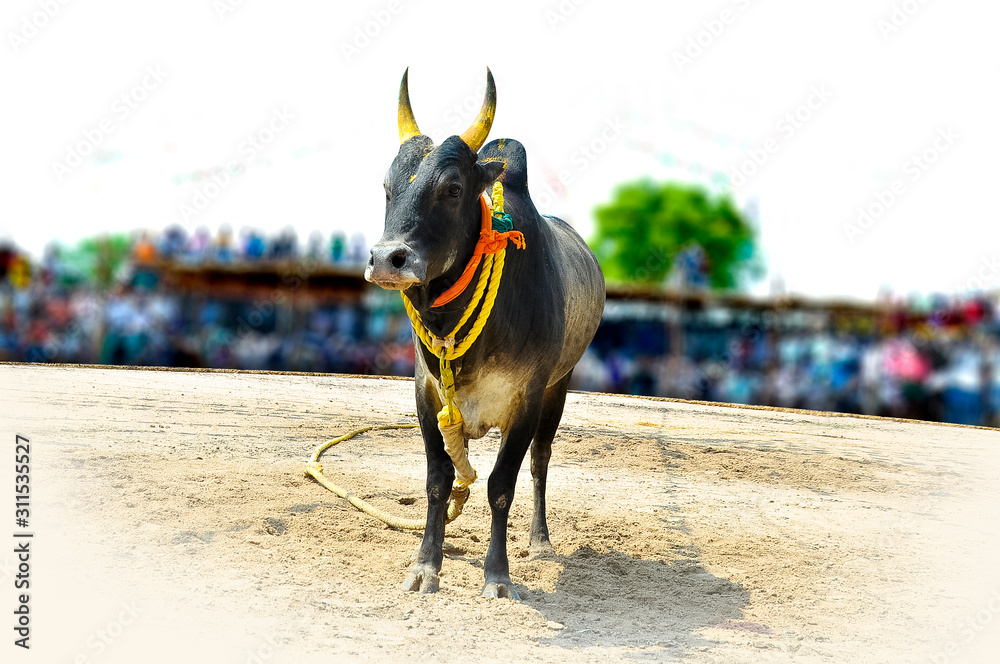south indian festival famous bull game Stock Photo | Adobe Stock