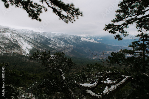 mountains in Crimea Yalta pine forest photo