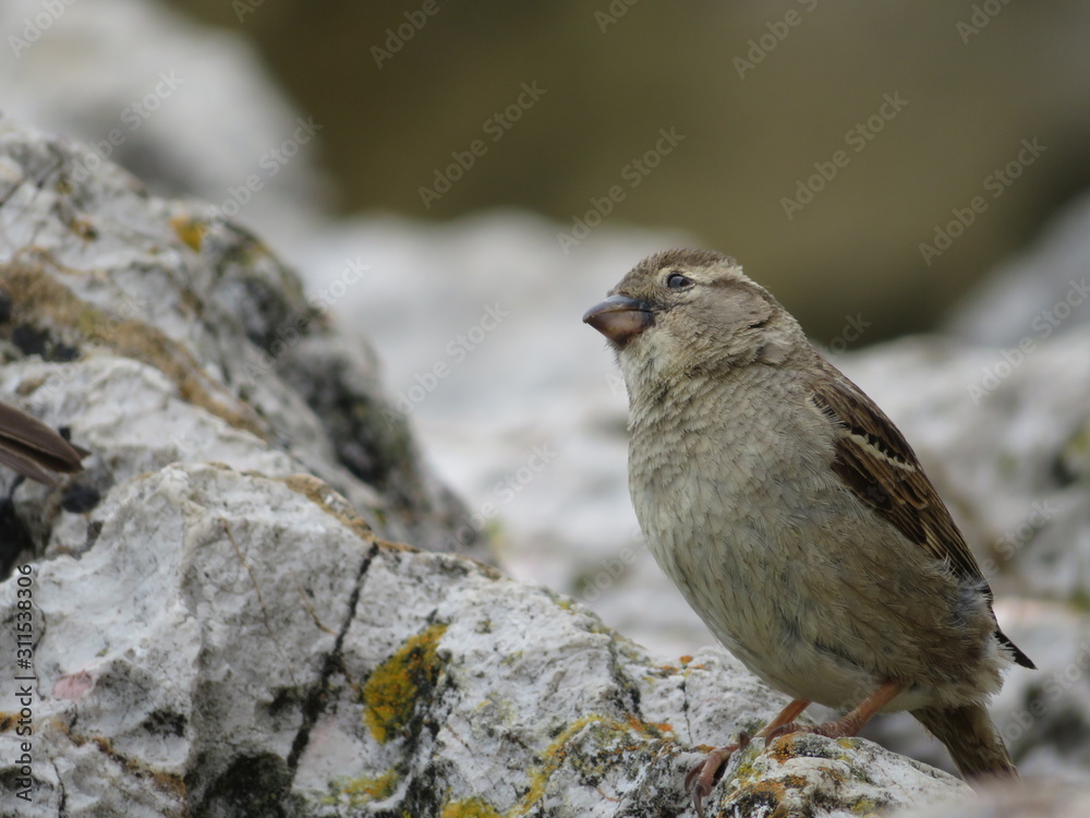 Beautiful sparrows of great beauty and nice color mugging for the camera Beautiful sparrows of great beauty and nice color mugging for the camera