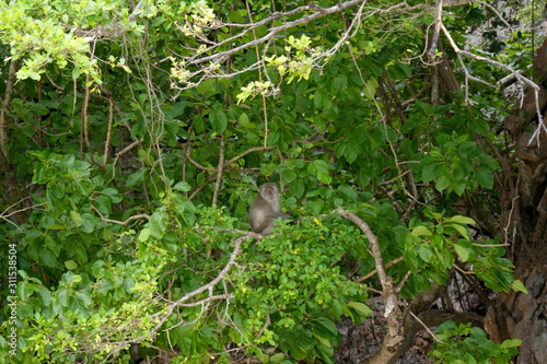 Wild long-tailed macaque of Krabi province. Wild animals in their natural habitat. A monkey sits on a branch among the leaves.