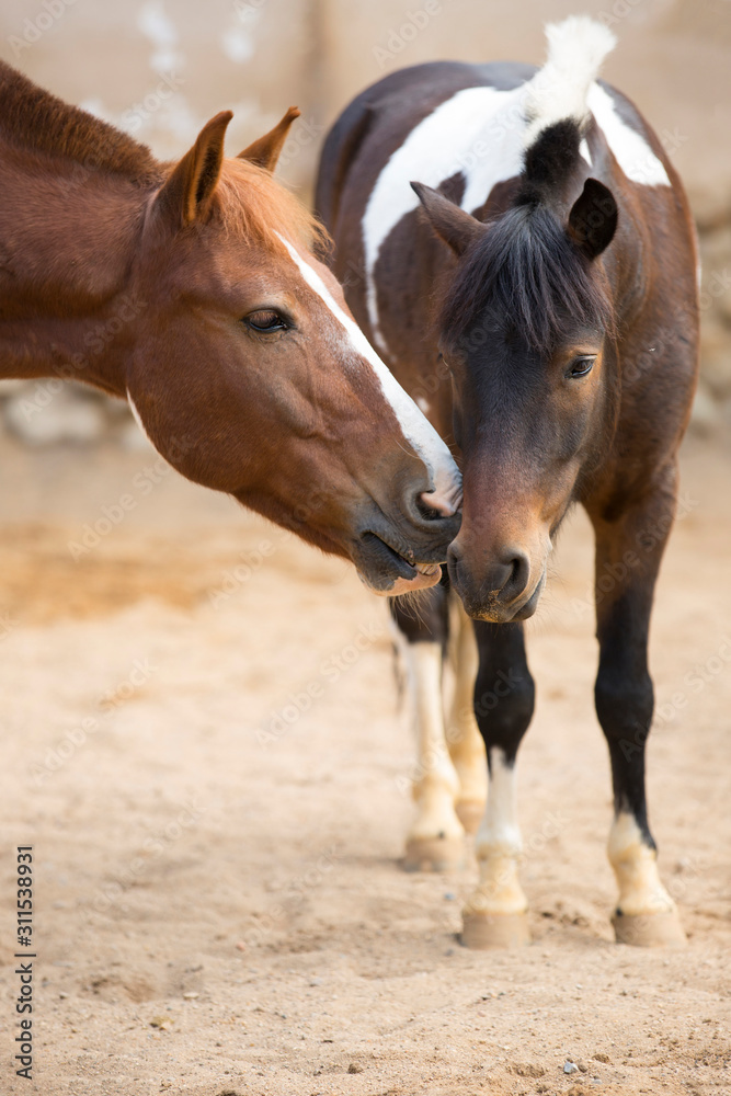 Fototapeta premium A pair of horses on a pasture. One horse kisses another.