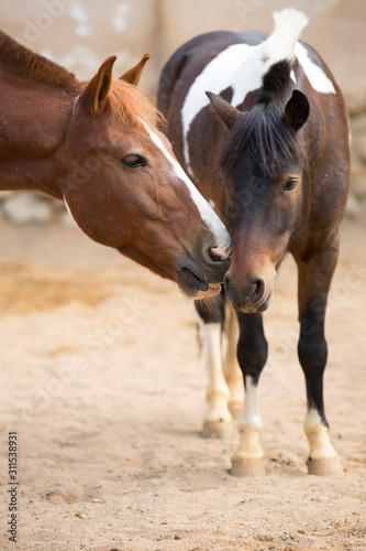 A pair of horses on a pasture. One horse kisses another.