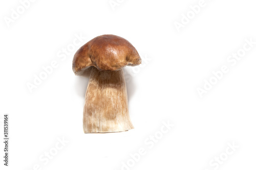 Mushrooms on a white background, side view
