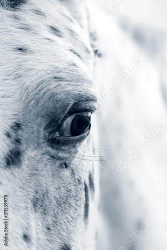 Horse eye, Appaloosa horse eye